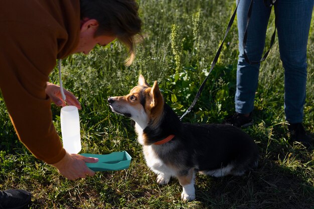 Jak naturalne przysmaki treningowe wpływają na proces tresury psów?
